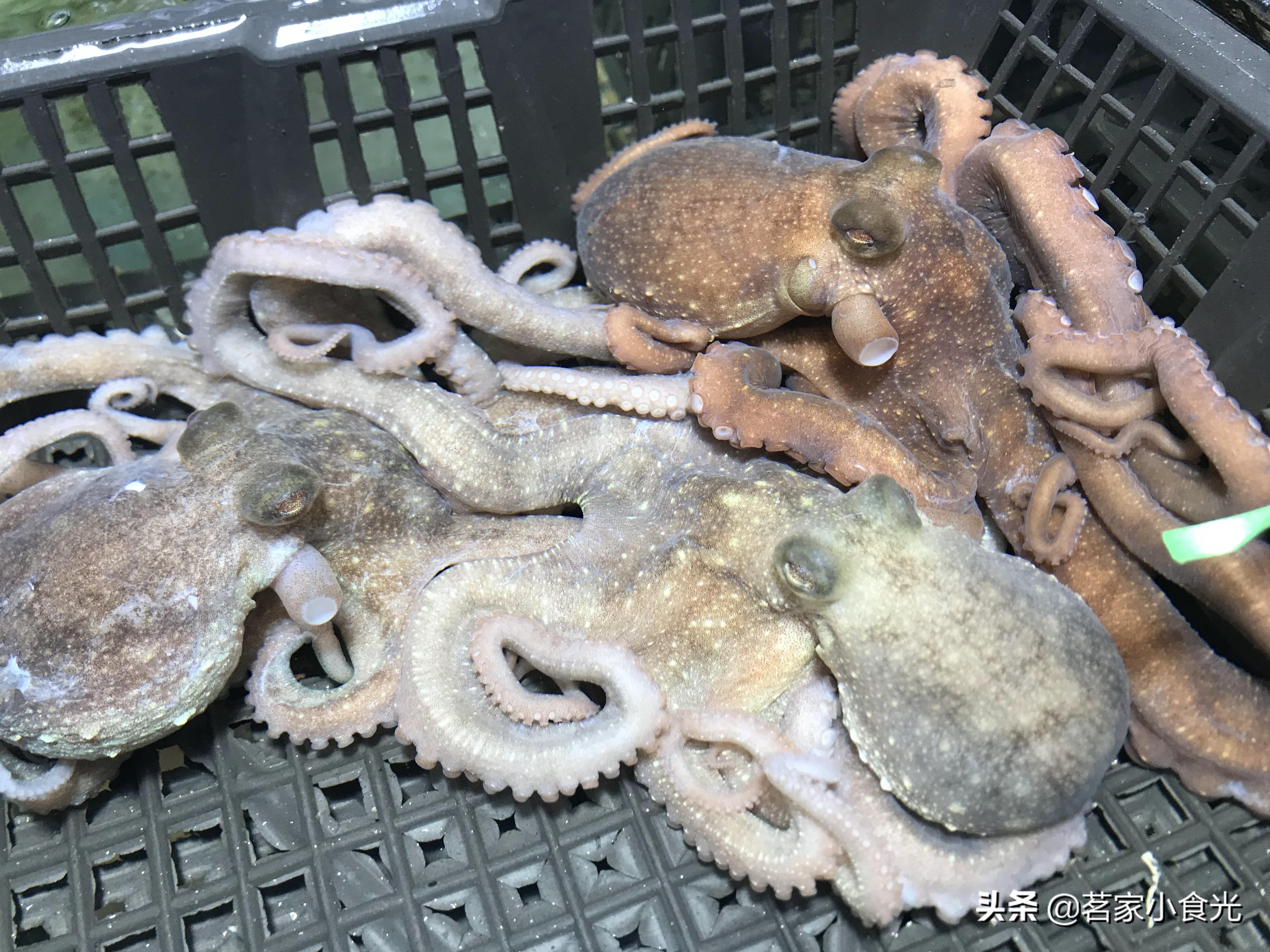 探店石家庄高端自助,吃喝玩转石家庄探店价格