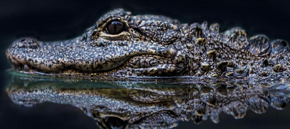 中华第一龙红山玉猪龙,中华第一龙红山玉龙英文介绍