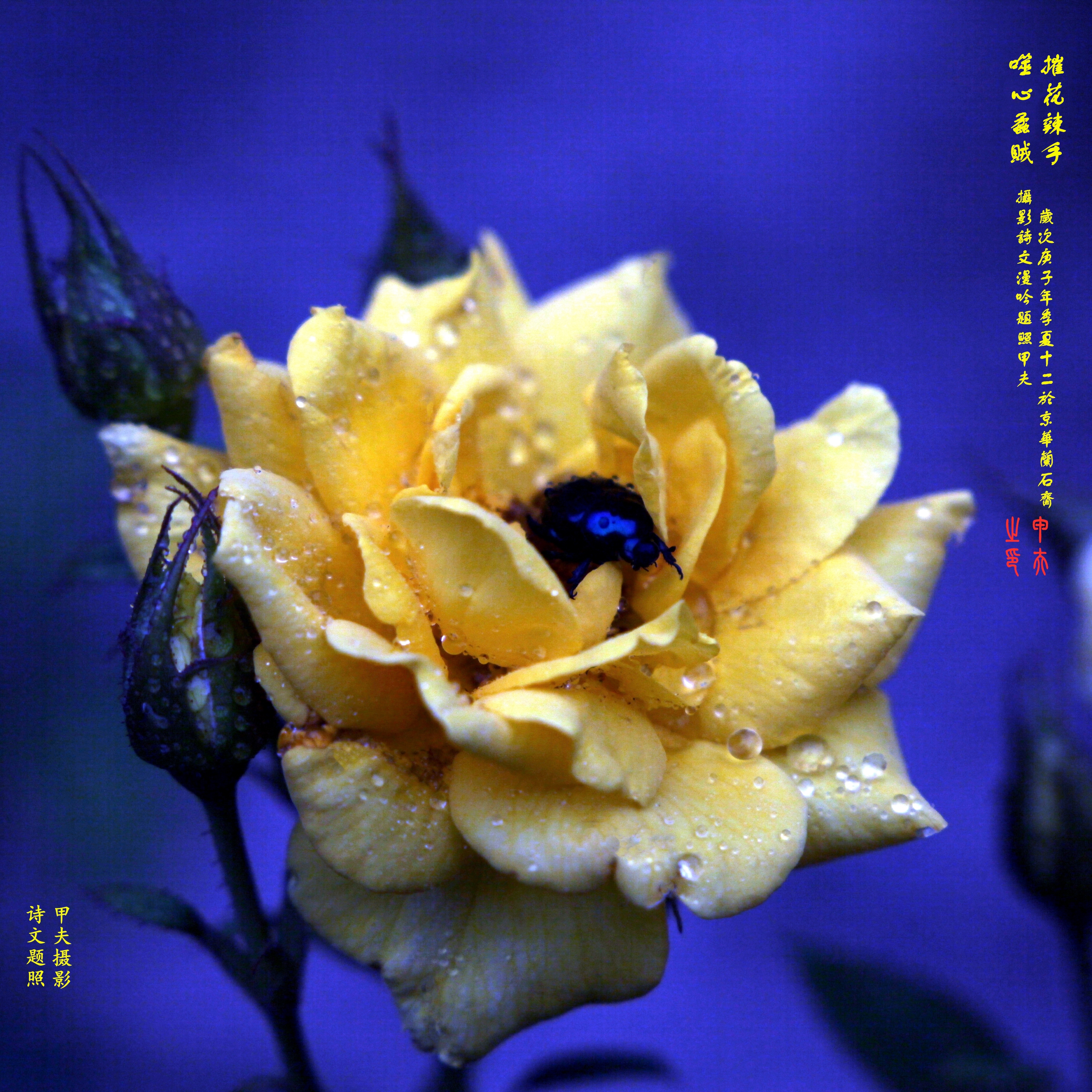 鐢插か鎽勫奖浣滃搧,鐢插か鎽勫奖浣滃搧鍥剧墖