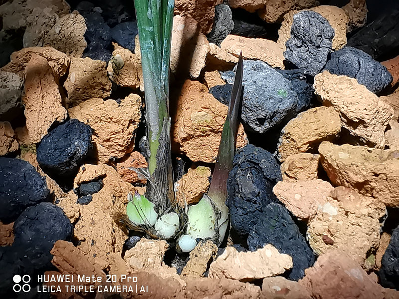 艺兰频道兰花价格,艺兰现在直播回放