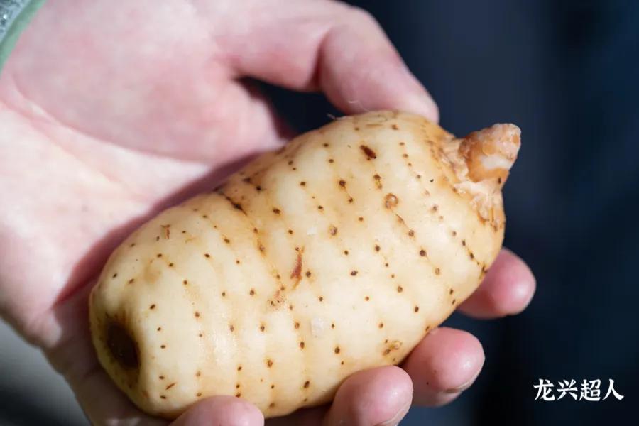 达州道地药材天麻,正宗中药材天麻