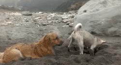 刨土刨水刨坑刨沙发，对于一只寂寞的狗子而言，万物皆可刨