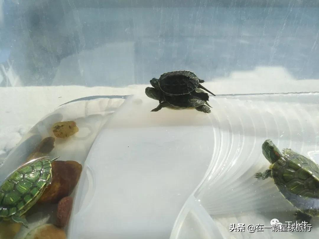 一缸乌龟都得了白眼病,乌龟养1只孤单吗