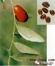 中药图片大全名称,中药图片大全带药名高清