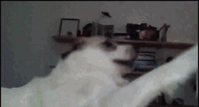 如何帮狗狗度过生理期公狗,50天左右的狗狗该怎么养怎么训练