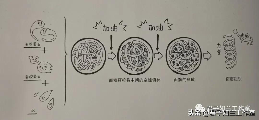 发酵面包的做法,面包是发酵的吗