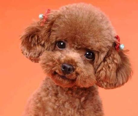 泰迪犬贵不贵好不好养,泰迪越小越值钱吗