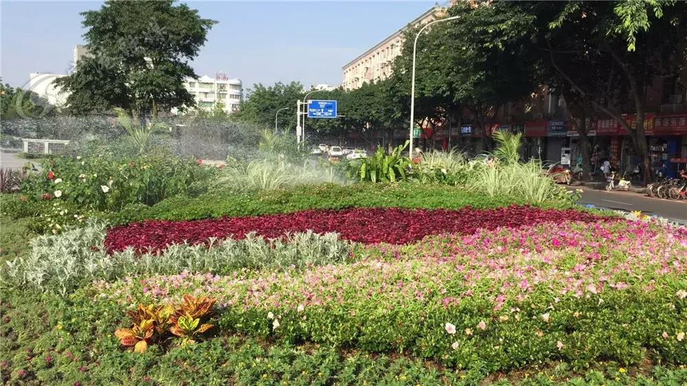 双流最近花海,双流二月花海