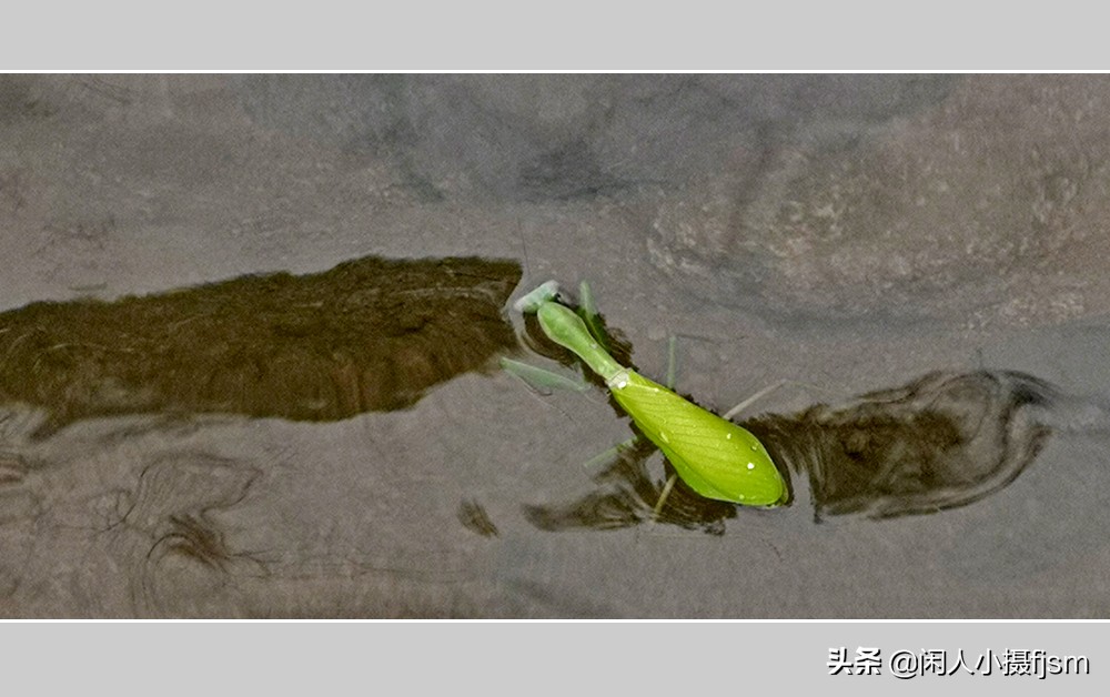 被铁线虫寄生了螳螂如何拯救,是不是每个螳螂都会被铁线虫寄生