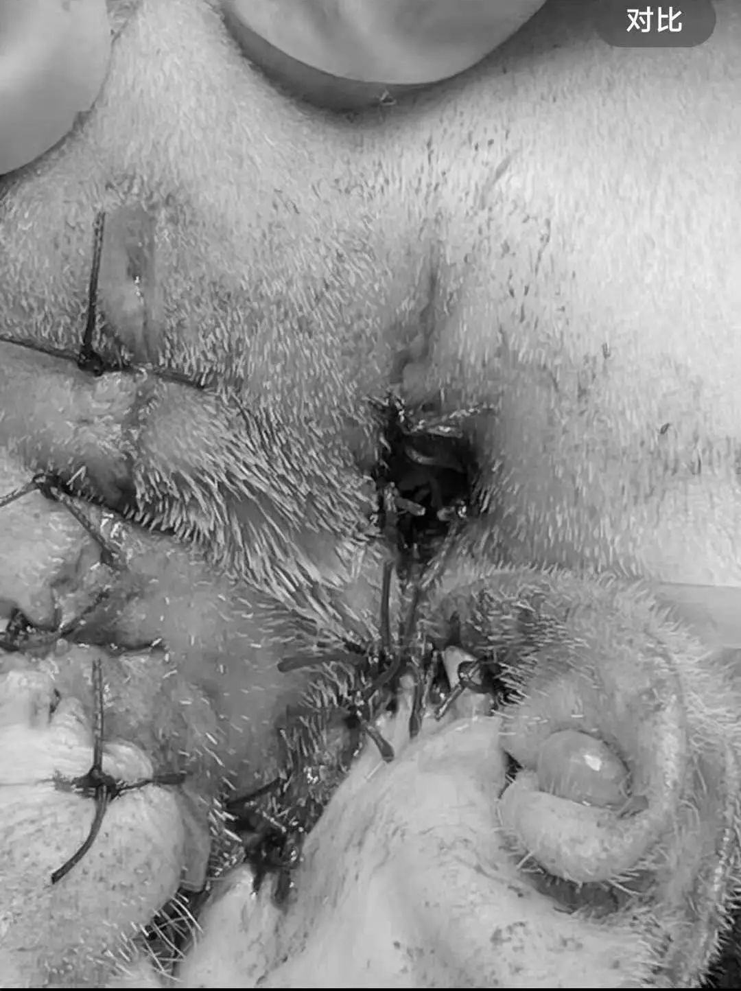 猫咪额头鼓起来软软的怎么回事,猫咪额头红怎么回事