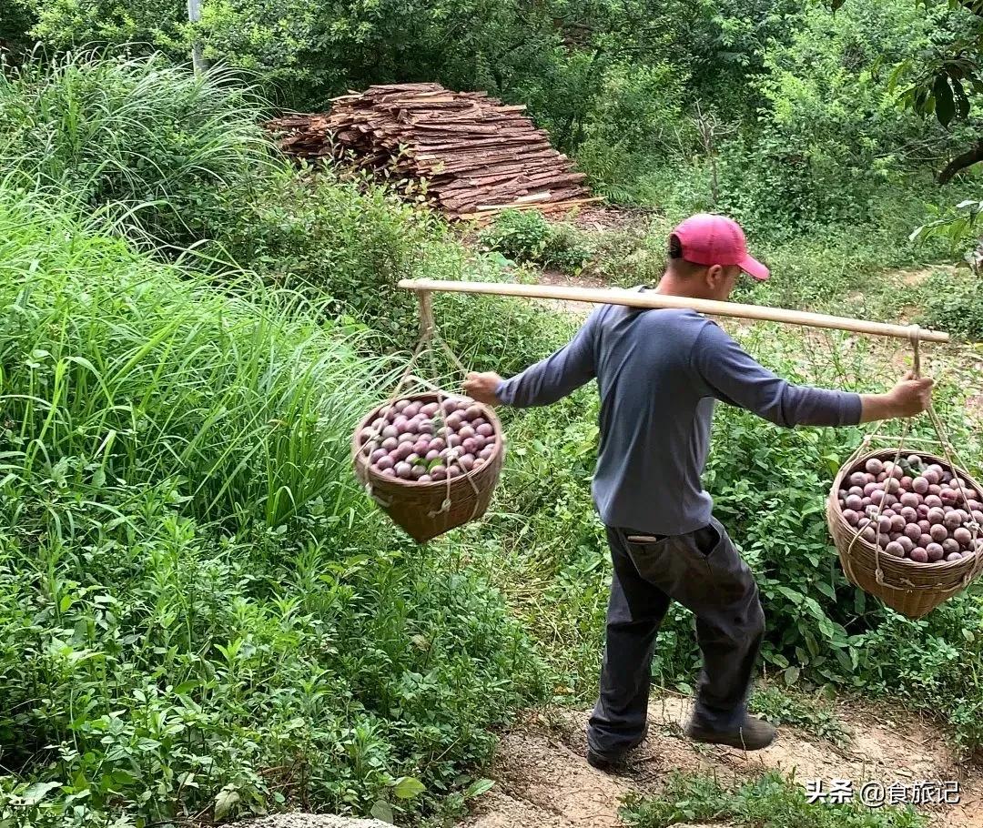 正宗的三华李水果,摘三华李酸甜脆口特解馋