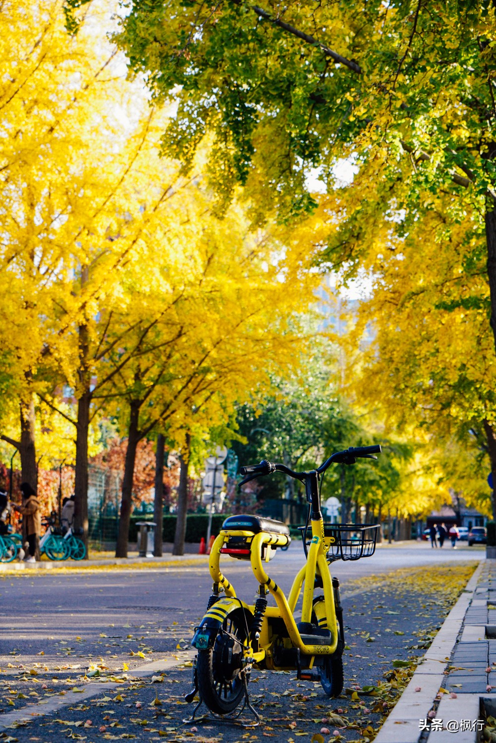 北京18个看银杏的好地方在哪,北京八大处看银杏攻略