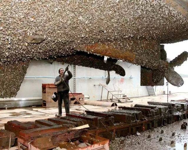 紫贻贝：好吃又好看营养又全面说的正是本贝