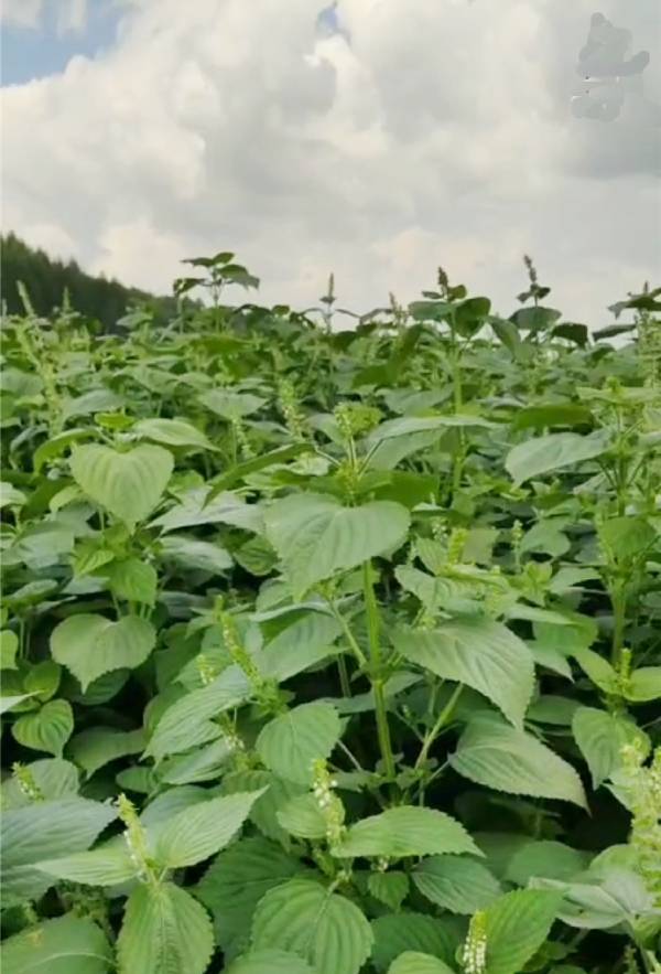 “吉报彩练”帮您办！粉条润滑米饭香，苏籽苏油有营养