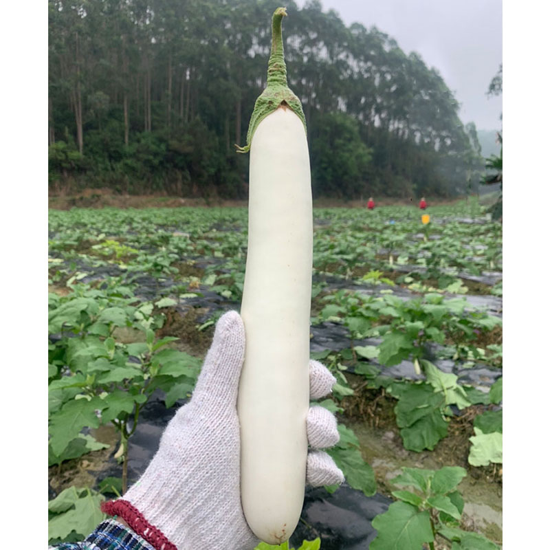 茄子高产品质好有哪几种,茄子高产品种