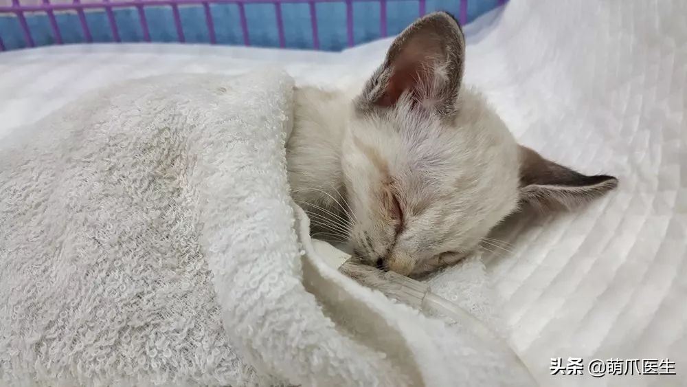 给猫打针避免打到神经,给猫打针要不要消毒