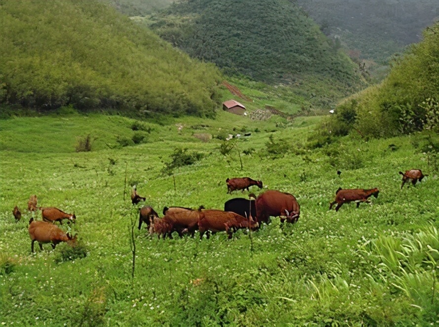 重庆风景优美的旅游地免费,重庆风景好的地方三天自驾游