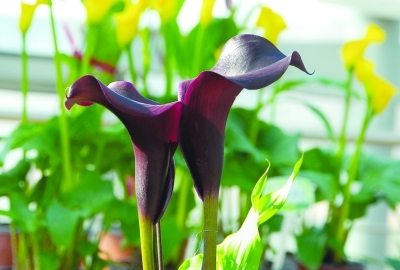 黑色的花,发光的暗夜精灵