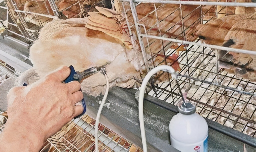 饲料将禁加哪些抗生素,饲料禁抗的抗生素包括哪些