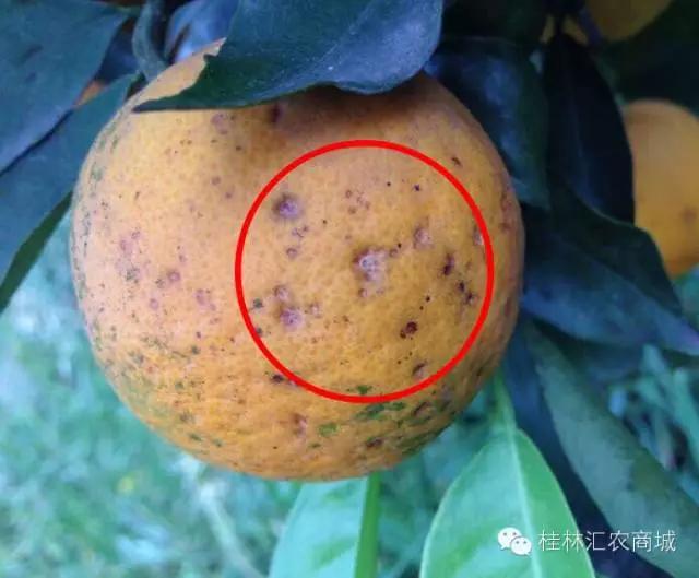 柑橘12月有什么病害虫害,柑橘全年病害虫害最新防治方法