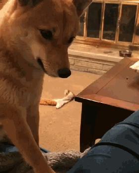 这只狗狗吃不到好吃的居然要和主人拼命，哈哈