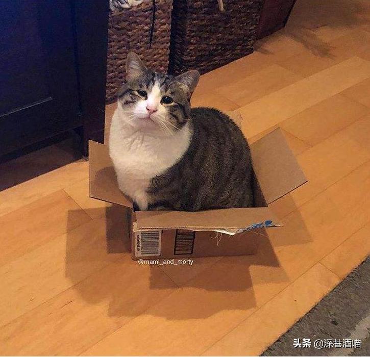 新手养猫要注意什么,新手养猫的注意事项