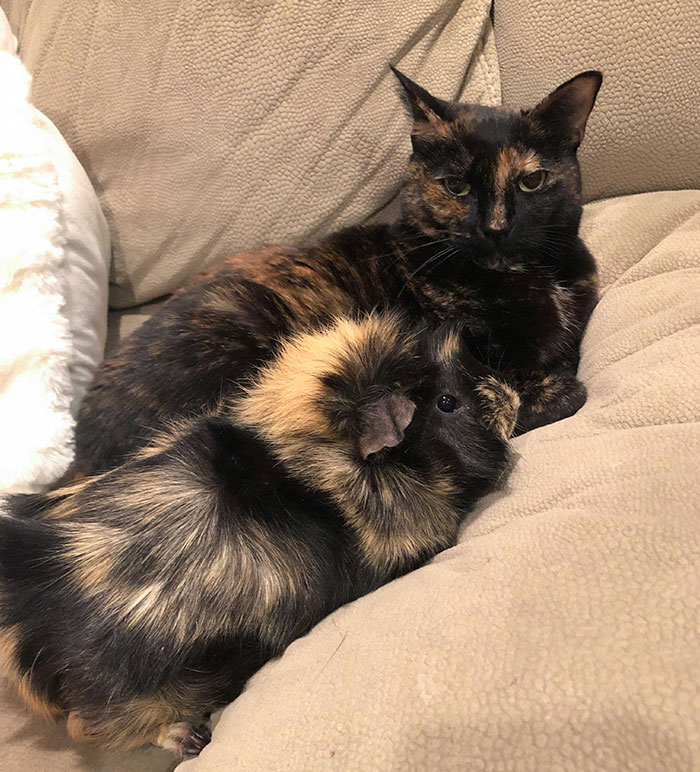 当不同物种的小动物们忽然“撞衫”…同款配色双倍的可爱