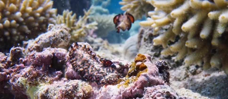 9.9恋爱游戏,9.9分恋爱番