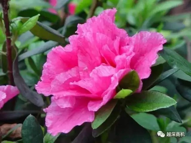 中国各大城市市花介绍,全国56市市花太美了的视频