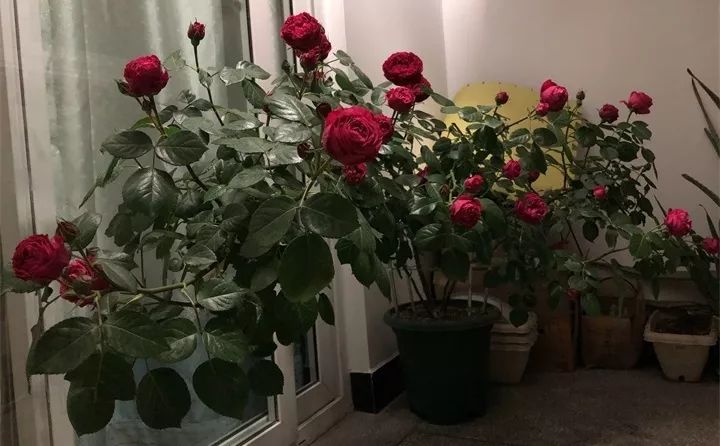 刚到家的花很好没多久就黄叶,买回来的花很快就蔫的原因