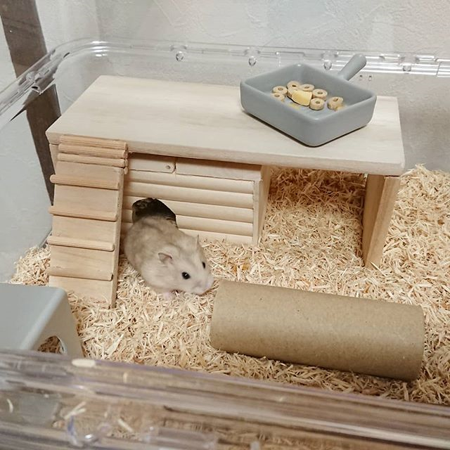 仓鼠老是喜欢咬笼子喜欢装角落,仓鼠怎么防止撕咬笼子窝