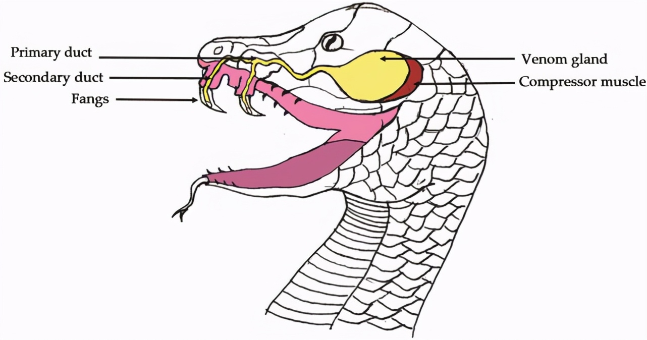 把毒蛇的毒液放到血里,把毒蛇的毒液注入到它自己体内