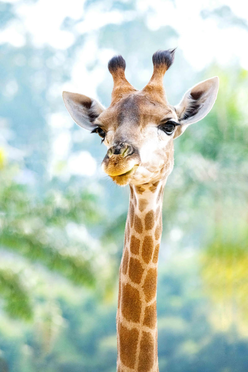 广州长隆野生动物世界的游玩攻略,广州长隆野生动物世界一日游回顾