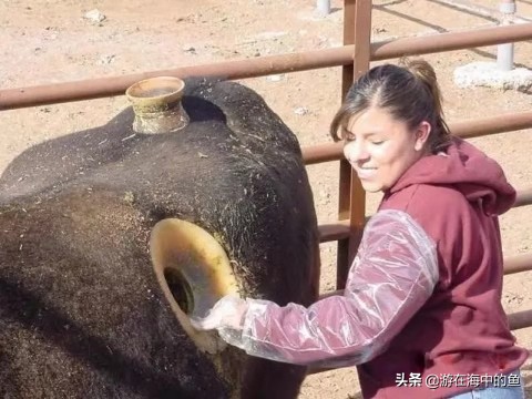 牛身上掏洞养殖合理吗,养殖牛的内分泌