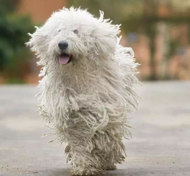 45只名犬排行,45种名犬您都认识吗