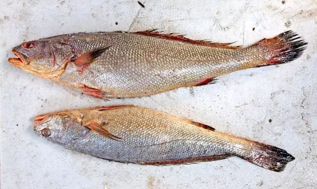 醴陵市海鲜收藏排行榜,海鲜礼盒收藏价格表图