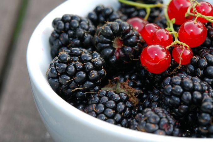 黑莓营养价值很高，那想种植怎么办，首先了解它的种植环境！