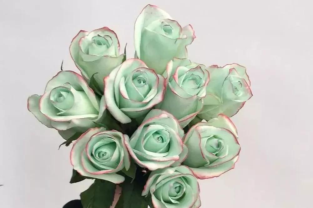 花店必备的5款玫瑰,鲜花图鉴一次性认识30种玫瑰花