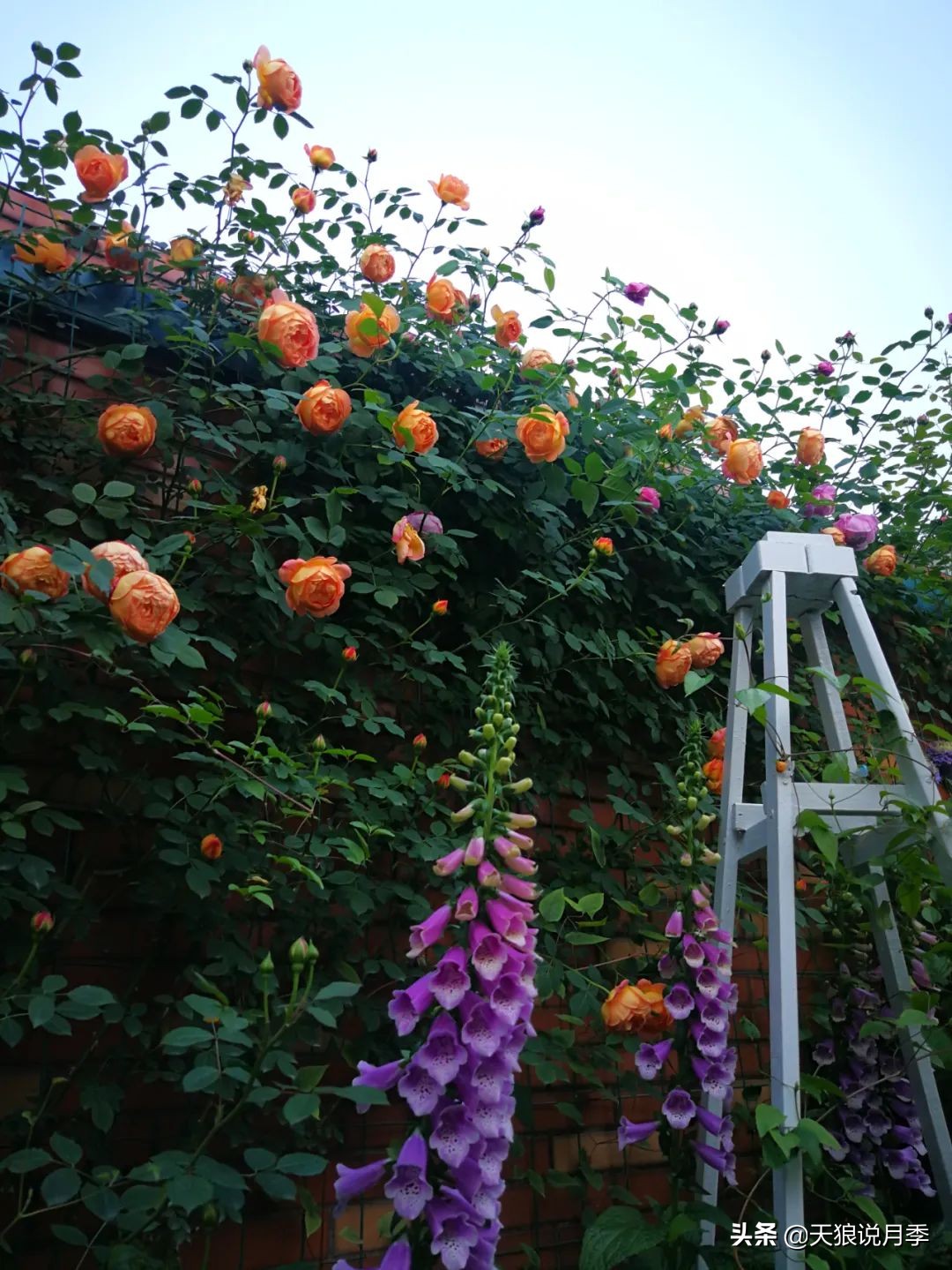 月季花是时候展现真正的技术了 (开春的第一波月季花就这么过去了)