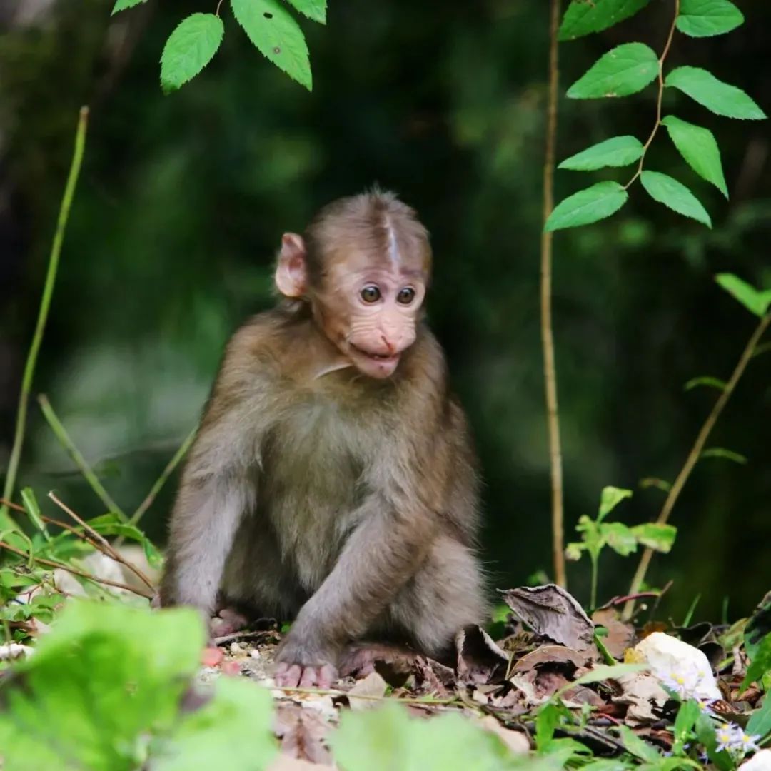 海螺沟秋季风景,川西海螺沟旅游风景照片