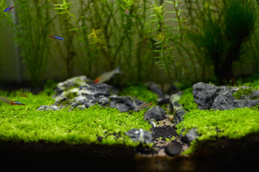 新手草缸入门,萌新水草缸