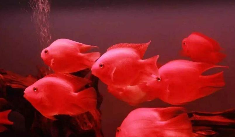 鹦鹉鱼变白怎么办教你饲养小技巧,鹦鹉鱼变白怎么回事怎么解决