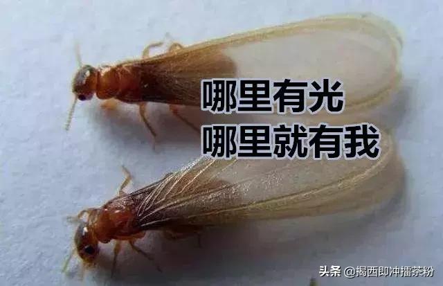 飞蚁大军空袭视频,飞蚁大军被空袭