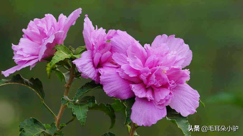 春风一阵至，敢与百花争，各国民族文化和精神象征的国花（8）