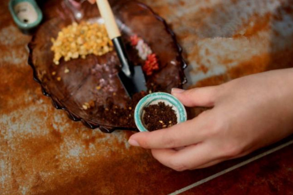 多肉叶插发芽慢怎么办,多肉香槟叶插多长时间出苗