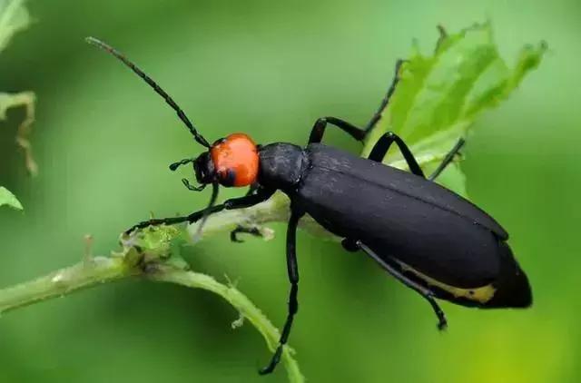 防治蔬菜地下害虫的无公害农药,蔬菜害虫种类及防治ppt