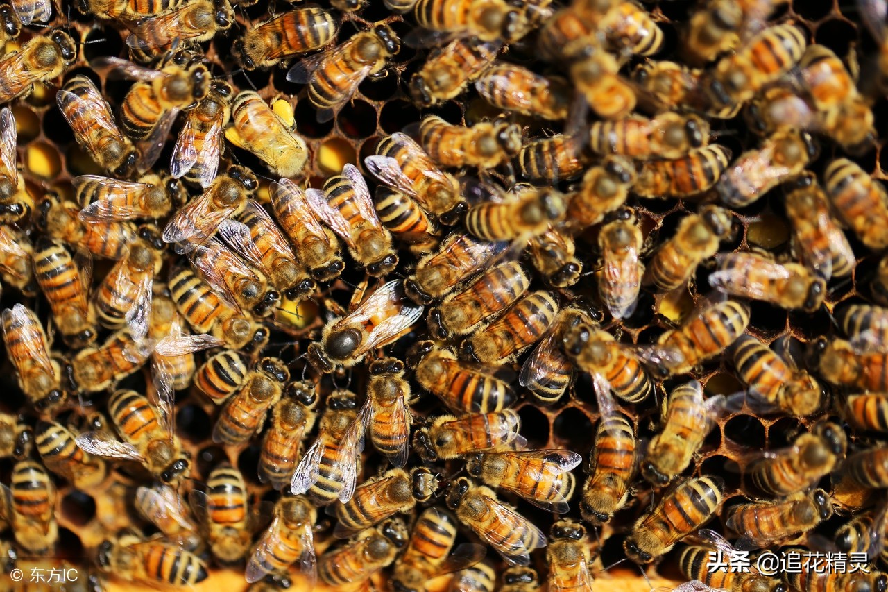 处女王什么时候能交尾，能用多久并没有固定时间，得靠这几点判断