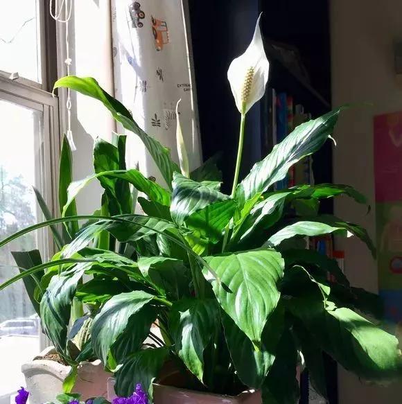 适合阳台养的四季开花有花香的花,花期长耐热耐寒又好养的花卉