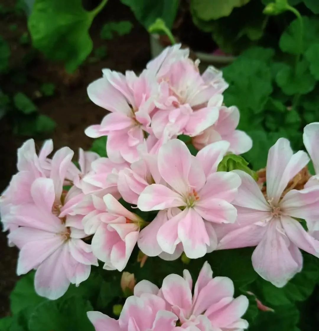 这种花别乱浇水水越多越不开花,这种花不怕冷好养易活