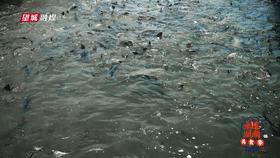 一条鱼在锅里煮的做法,一条鱼在各地的吃法